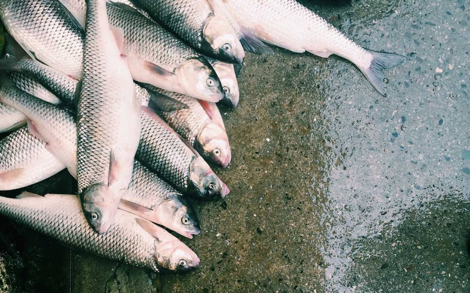 Bei Niehusen in der Großen Elbstraße gibt es in den Morgenstunden frischen Fisch / ©Unsplash/Roozbeh Eslami