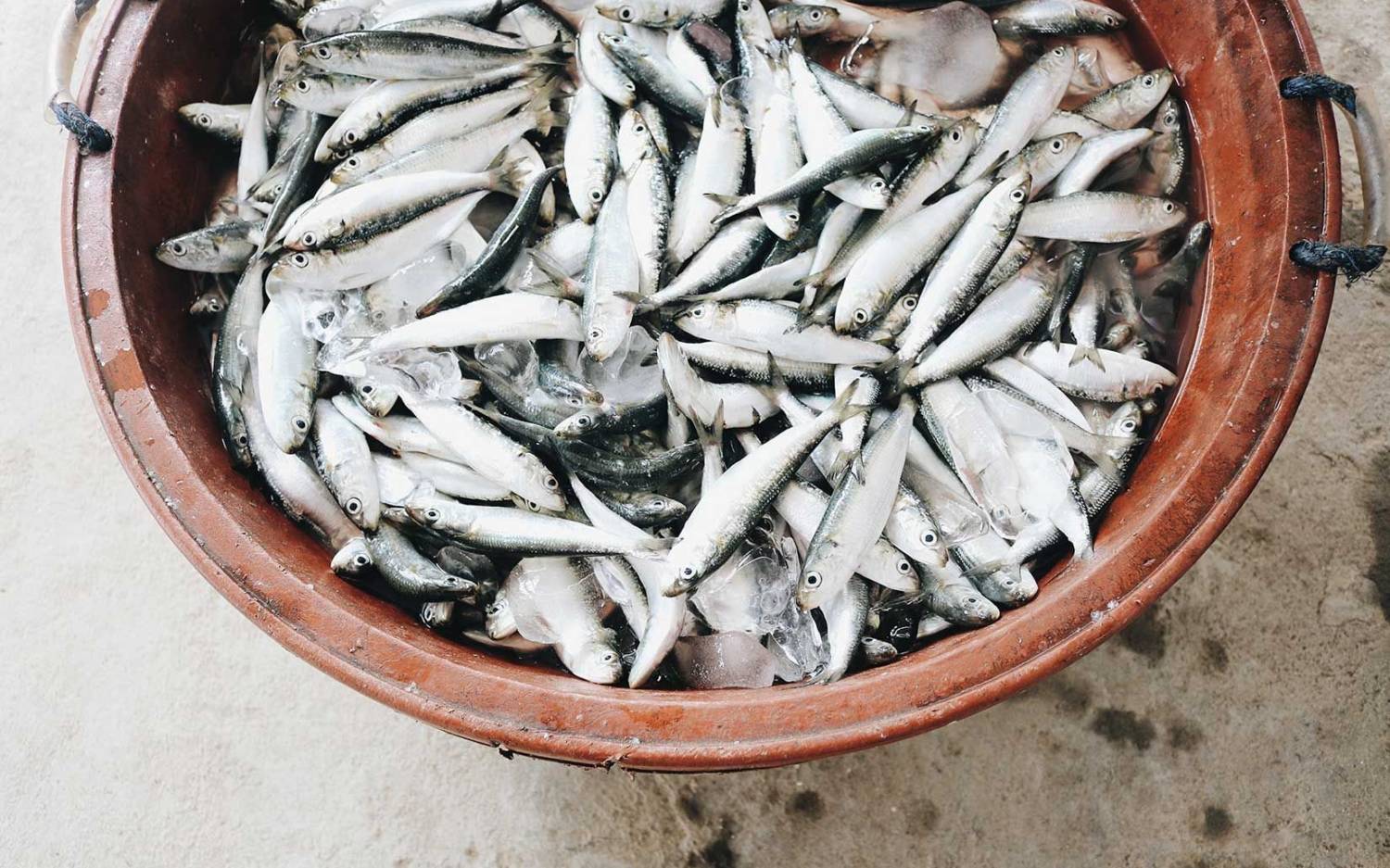 Heidi Fisk Fischhandel – Fischgroßhandel am Hafen / ©Unsplash/Zeshalyn Capindo