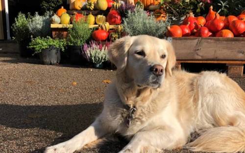 Hofhund Roxy freut sich auf die Besucher des Hofladen Ladiges / © S. Harmsen