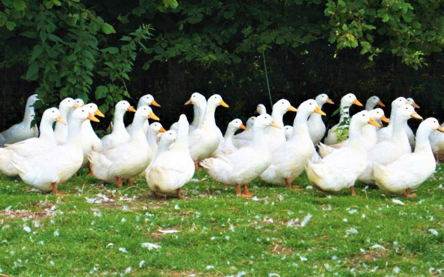 Diverse Geflügelsorten bietet der Hof Bimöhlen bei Bad Bramstedt / ©Hof Bimöhlen