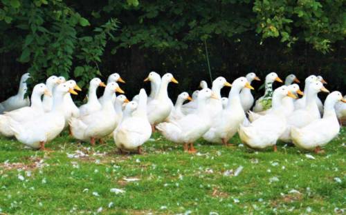 Diverse Geflügelsorten bietet der Hof Bimöhlen bei Bad Bramstedt / ©Hof Bimöhlen