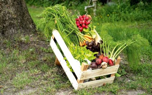 Gemüse aus regenerativer Landwirtschaft bietet der Gut Haidehof / ©Haidehof