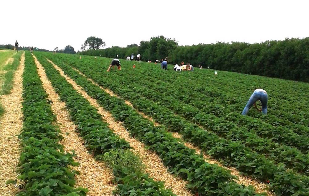 Auf den Selbstplückfeldern des Erdbeerhof Hadenfeldt können sich Beerenfans austoben / ©Erdbeerhof Hadenfeldt