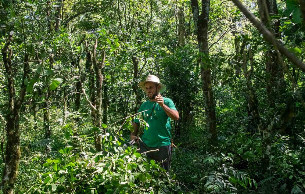 Die Mateblätter werden im Süden Brasiliens angebaut / ©Voelkel