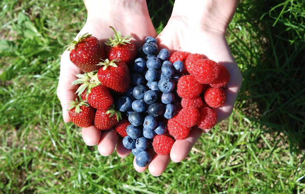 Frisch geerntete Beeren: Obst und Gemüse aus eigenem Anbau gibt es auf dem Hof Löscher / ©Hof Löscher