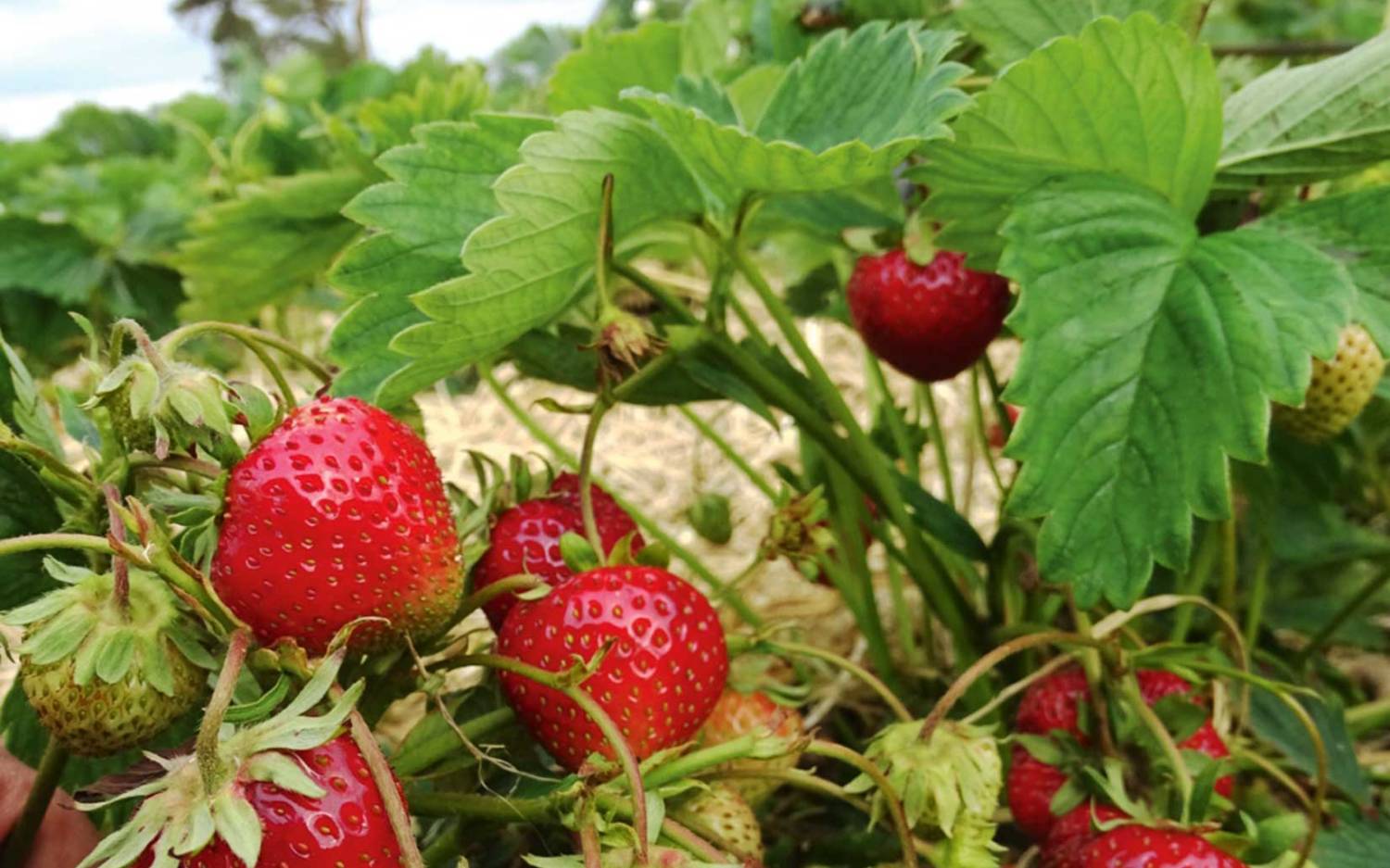 Frische Erdbeeren ab Mitte Mai: der Erdbeerhof Hadenfeldt / ©Erdbeerhof Hadenfeldt