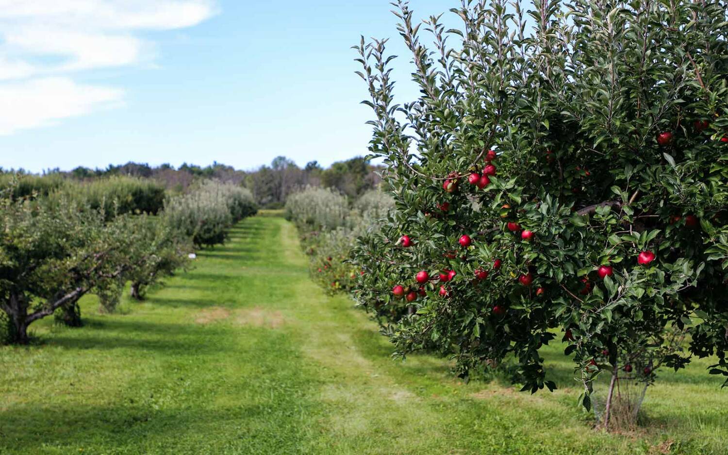 Auf den Plantagen werden diverse Sorten wie Jonagold, Boskoop oder Braeburn angebaut / ©unsplash/Michael Diane Weidner