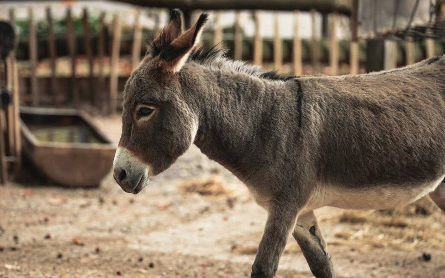 Perfekt für die kleinen Besucher: der Esel- und Landspielhof / ©Unsplash/Omar Ram