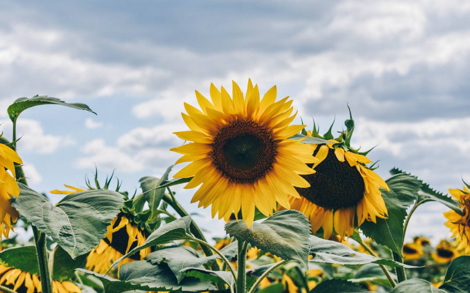 Wahre Superfood-Produzenten: Sonnenblumen / ©Unsplash/Gabor Veres