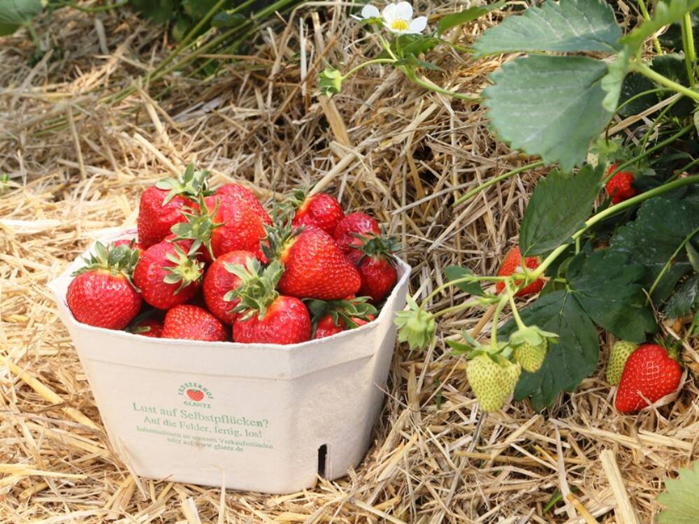 Erdbeeren pflücken in Hamburg ist eine beliebte Sommertradition / ©Erdbeerhof Glantz