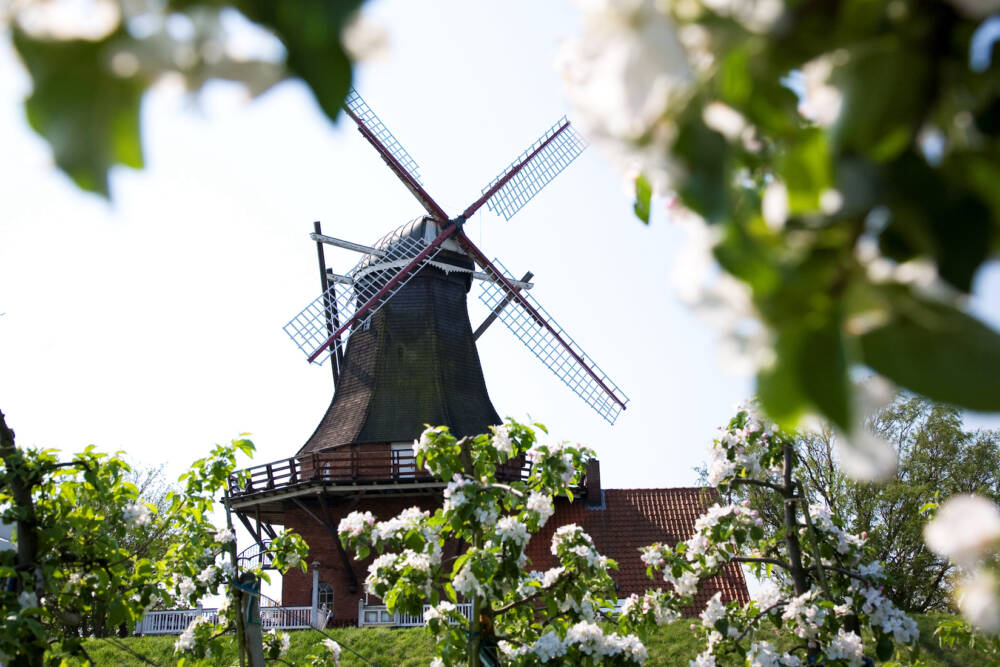 Einst als Windmühle gebaut, heute gutbürgerliches Restaurant mit feiner Heimatküche: Die Mühle Jork / ©Die Mühle Jork