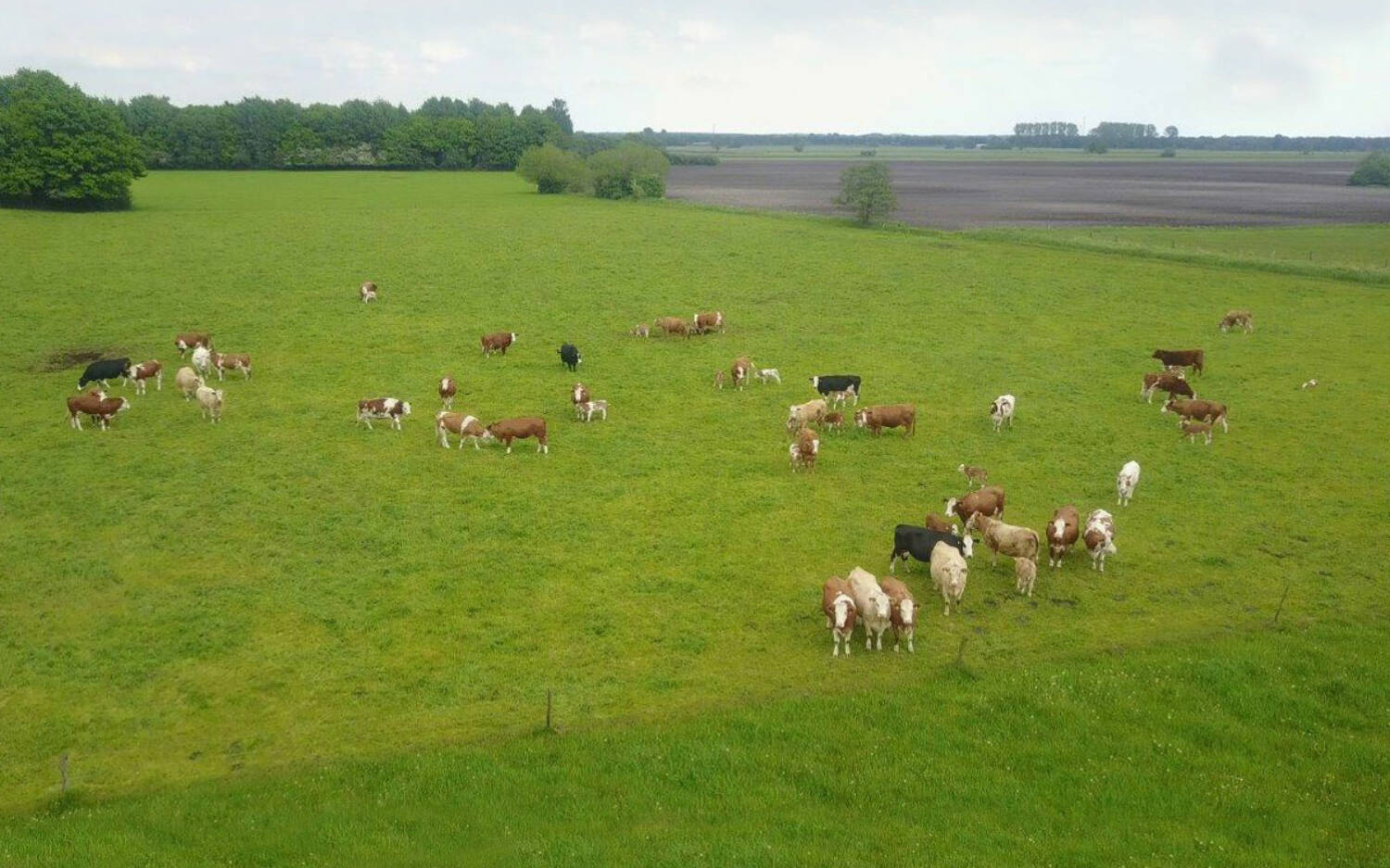 Artgerechte Tierhaltung bei Wümme Rind Acker & Wiese / ©Wümme Rind Acker & Wiese