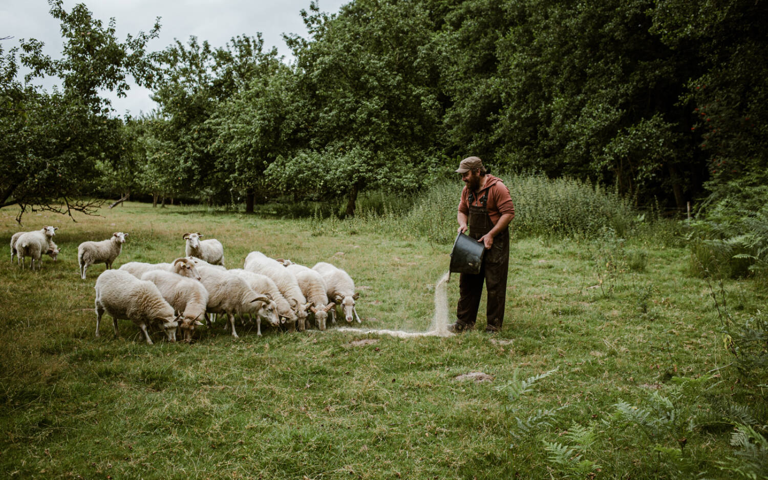 Auf dem Waldhof Zydek im Norden Schleswig-Holsteins wird ökologische Landwirtschaft gelebt / ©Uta Gleiser