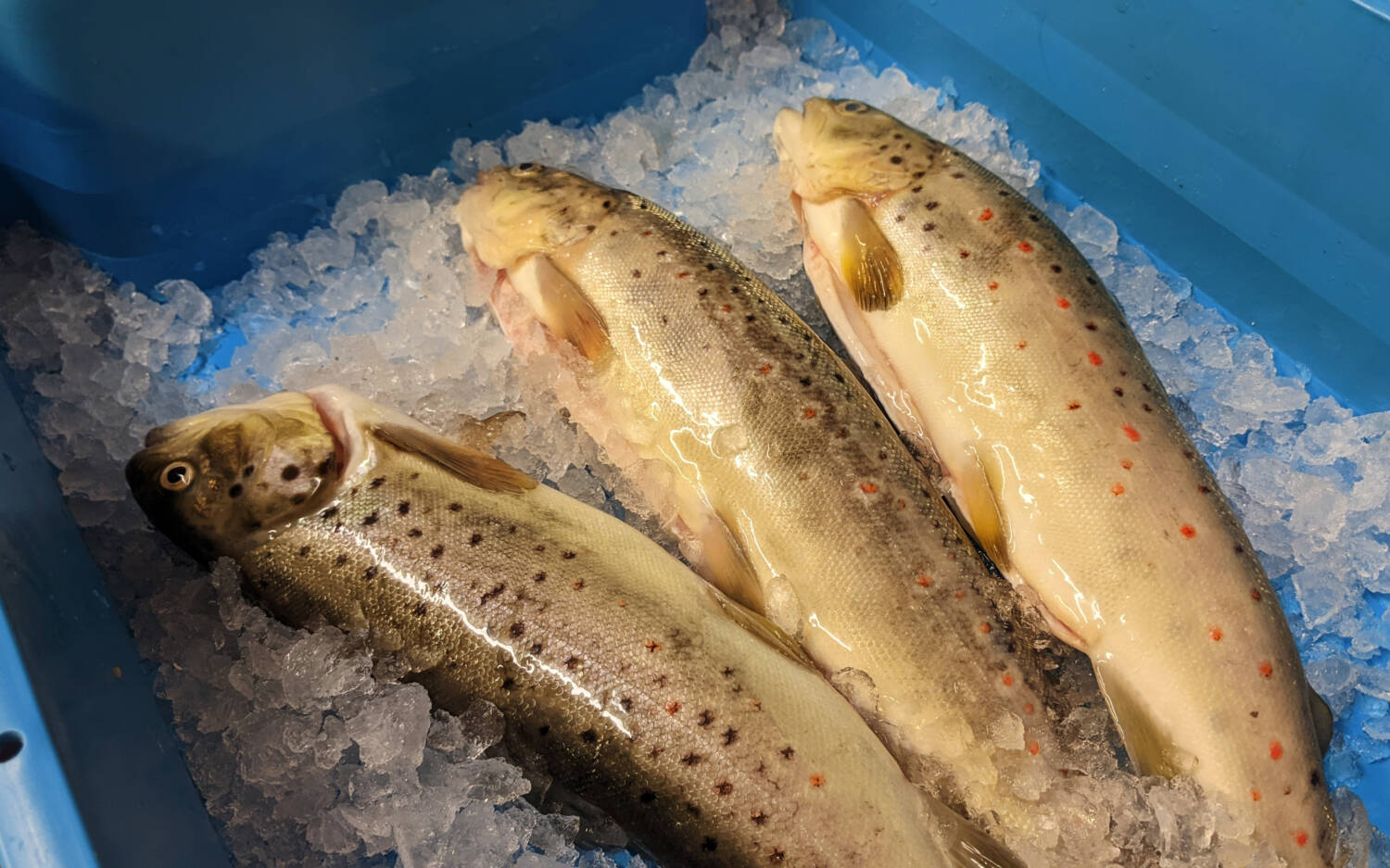 Frische Forellen in Bio-Qualität: Familie Benecke betreibt Fischzucht seit Generationen / ©Benecke