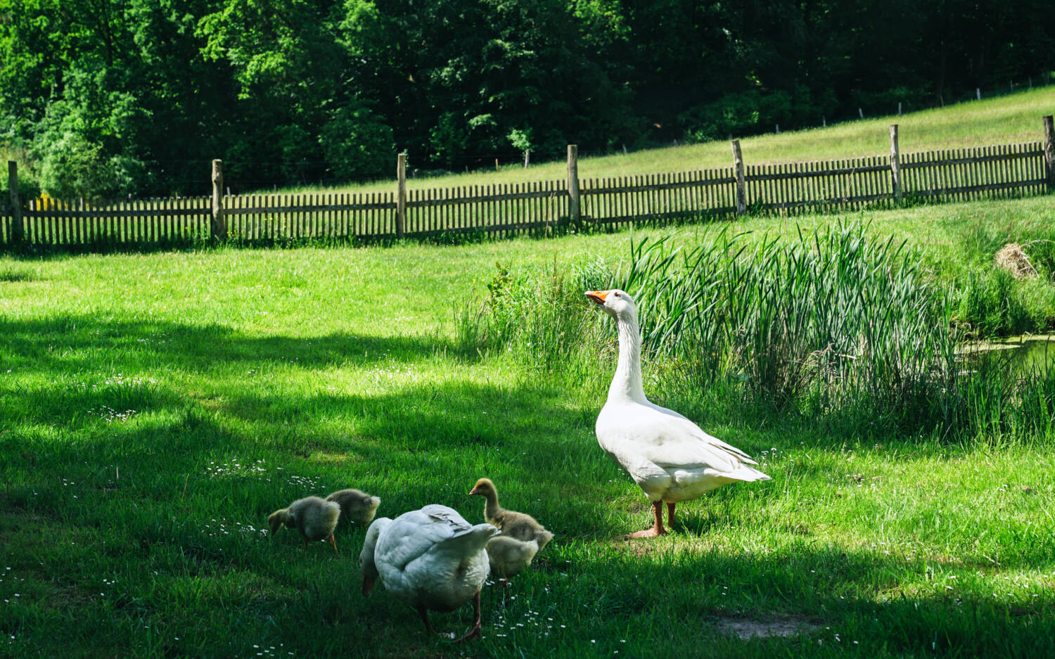 Bei der Hoftour werden alle Bewohner des Hofs besucht / ©Küchenfreunde