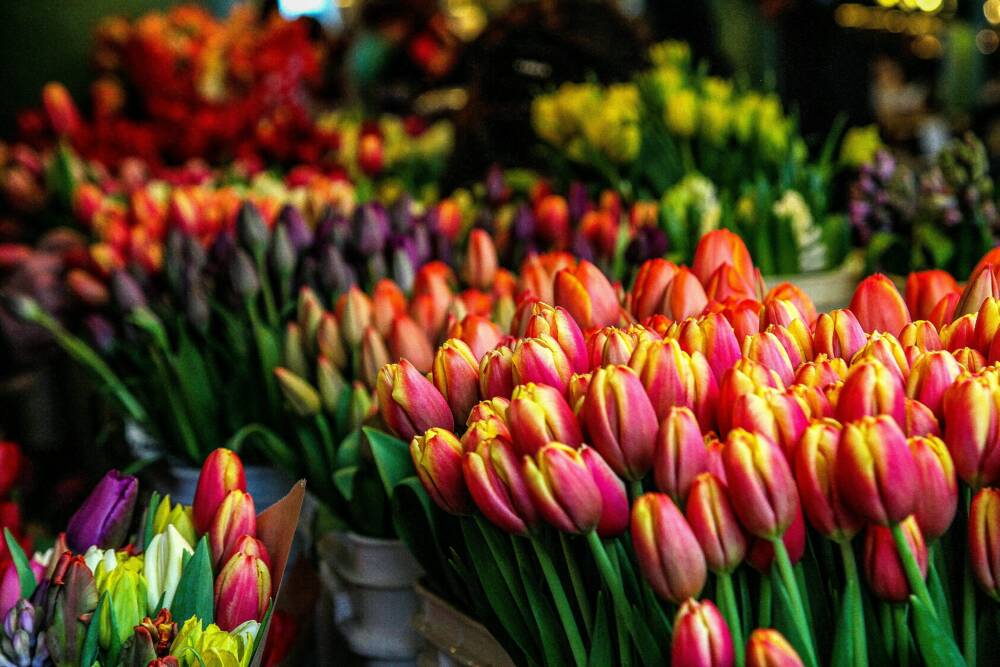 Auf dem Wochenmarkt am Stübenplatz gibt es auch eine Auswahl an schönen Blumen / ©Unsplash/Rod Long