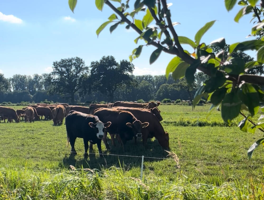 Hof Eggers: Hier fühlen sich nicht nur die Kühe wohl, sondern auch die Tagesausflügler aus Hamburg / ©Alice von der Laden 