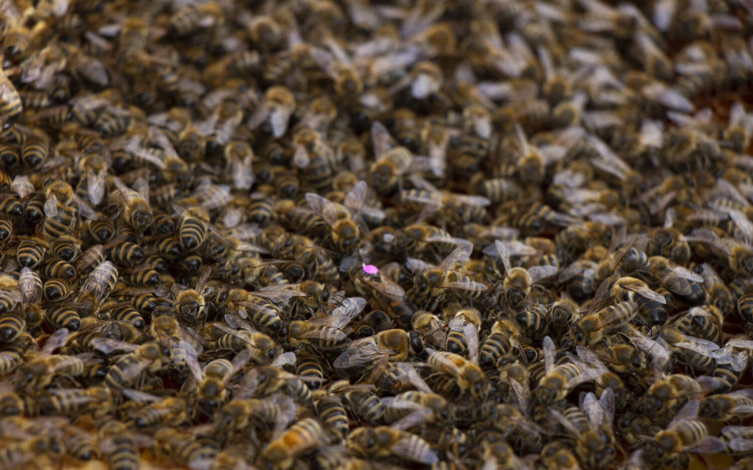 Mit pinker Krone: die Bienenkönigin im Getümmel / ©Johanna Zobel