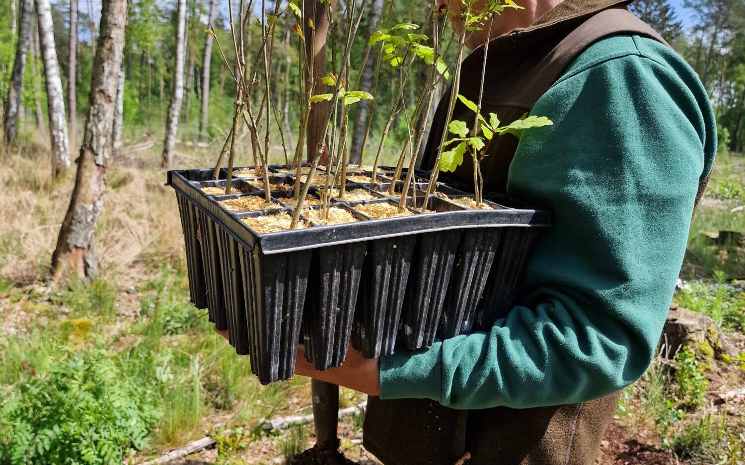 Die Wasserhelden pflanzen gemeinsam mit dem Trinkwasserwald e. V. Grundwasserwälder für das Trinkwasser von morgen /©Wasserhelden